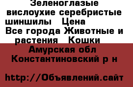 Зеленоглазые вислоухие серебристые шиншилы › Цена ­ 20 000 - Все города Животные и растения » Кошки   . Амурская обл.,Константиновский р-н